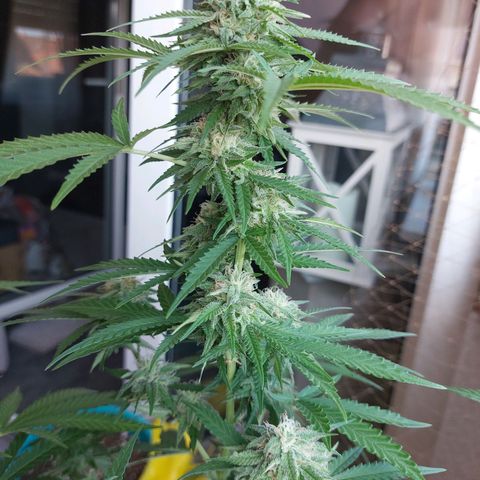 White widow growlog timeline photo