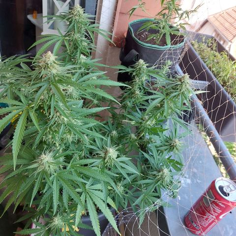 White widow growlog timeline photo
