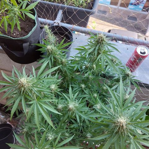 White widow growlog timeline photo