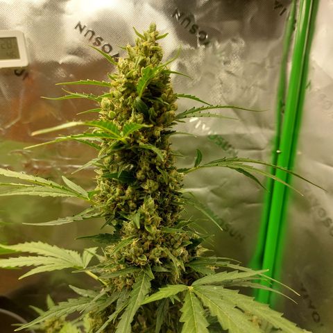 Snow ryder  growlog timeline photo