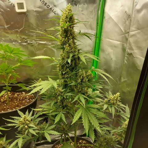 Snow ryder  growlog timeline photo