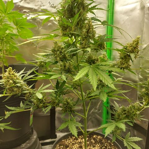 Snow ryder  growlog timeline photo