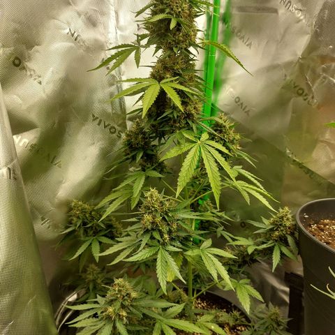 Blueberry zkittlez  growlog timeline photo
