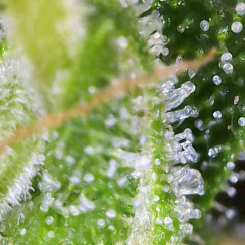 Blueberry zkittlez  growlog timeline photo