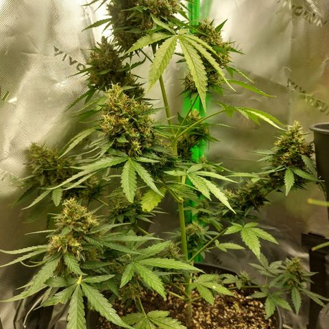 Blueberry zkittlez  growlog timeline photo