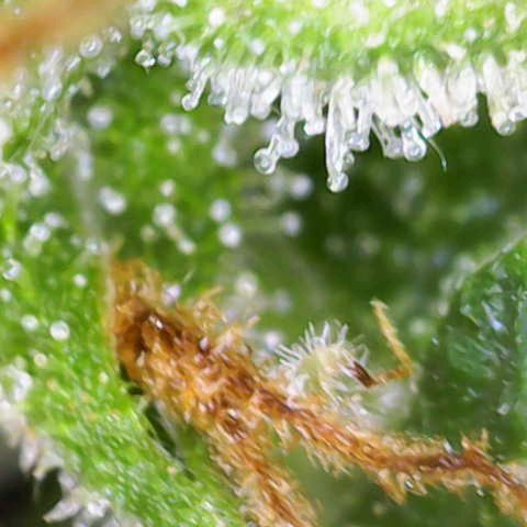 Blueberry zkittlez  growlog timeline photo