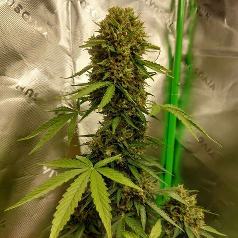 Blueberry zkittlez  growlog timeline photo