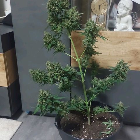 Blueberry zkittlez  growlog photo: Morgen früh wird geerntet 