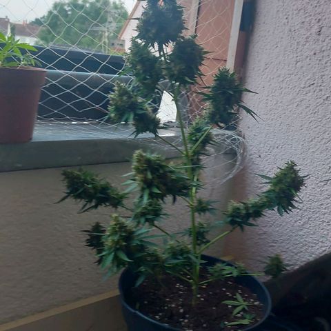 Blueberry zkittlez  growlog photo: Morgen früh wird geerntet 