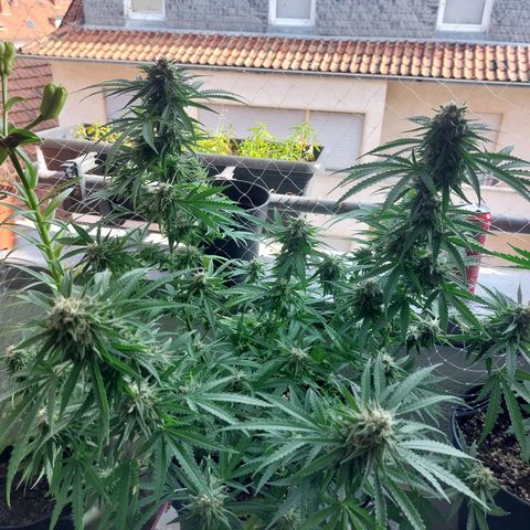 White widow growlog timeline photo