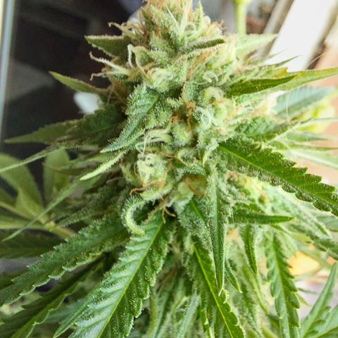 White widow growlog timeline photo
