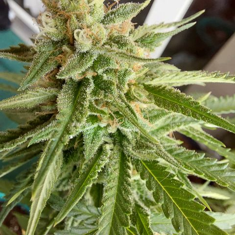 White widow growlog timeline photo