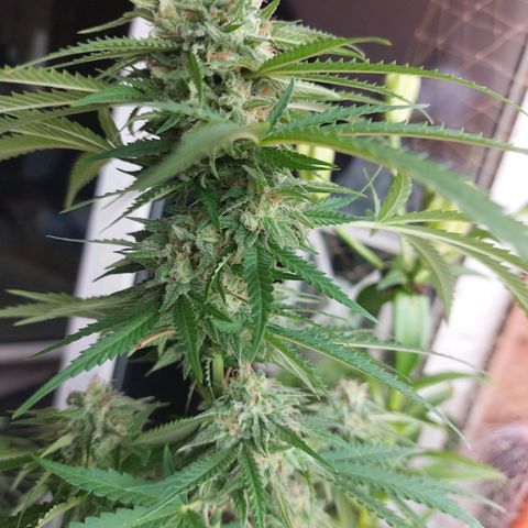 White widow growlog timeline photo