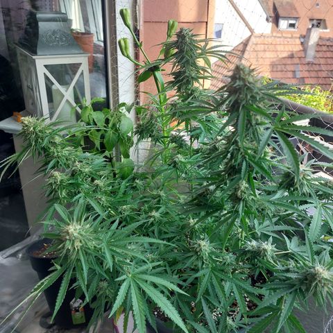 White widow growlog timeline photo