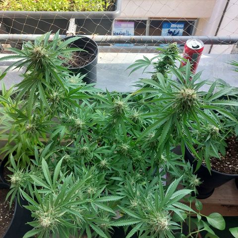 White widow growlog timeline photo