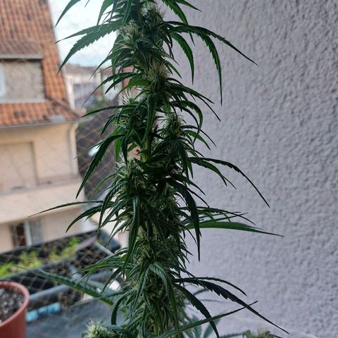 Northern lights  growlog timeline photo