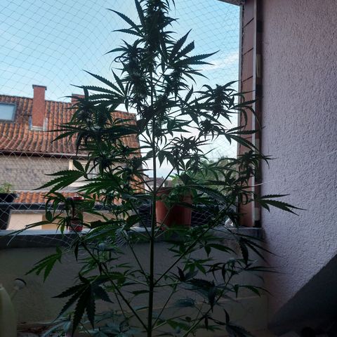 Northern lights  growlog timeline photo