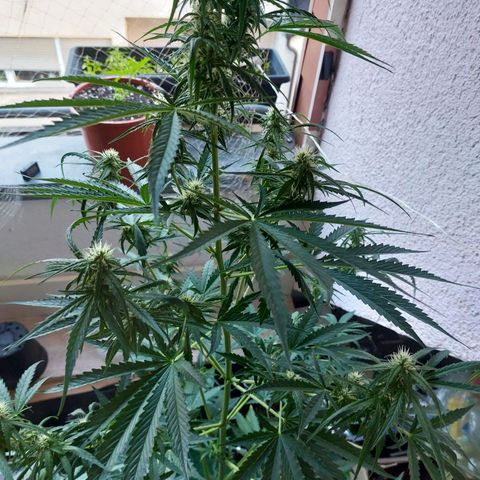 Northern lights  growlog timeline photo