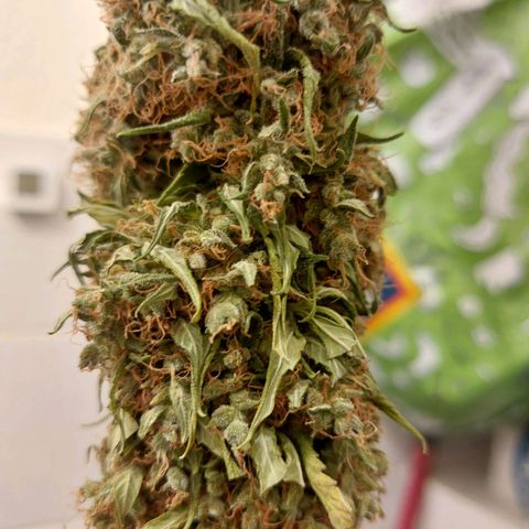 Blueberry zkittlez  growlog timeline photo