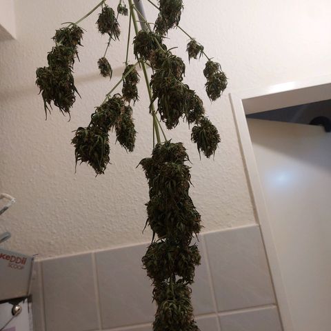 Blueberry zkittlez  growlog timeline photo