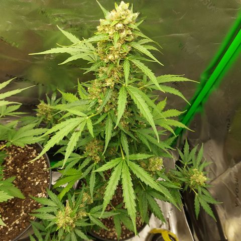 Snow ryder  growlog timeline photo