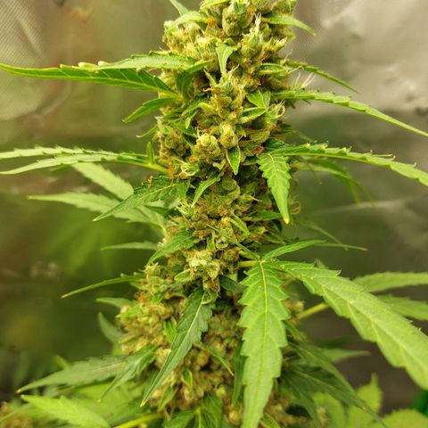 Snow ryder  growlog timeline photo