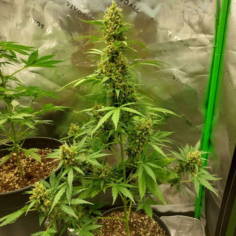 Snow ryder  growlog timeline photo