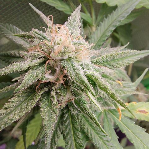 White widow growlog timeline photo