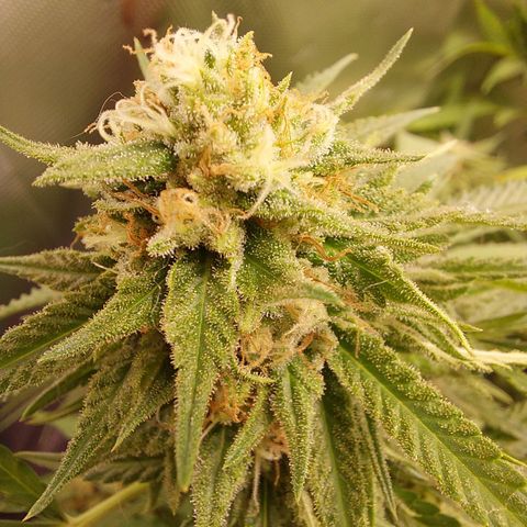 White widow growlog timeline photo