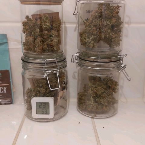 Blueberry zkittlez  growlog timeline photo