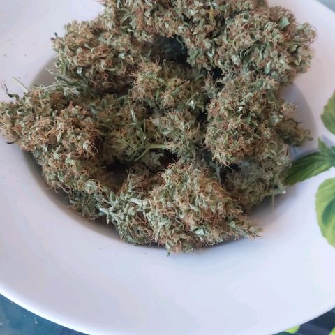 Blueberry zkittlez  growlog timeline photo
