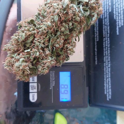 Blueberry zkittlez  growlog timeline photo
