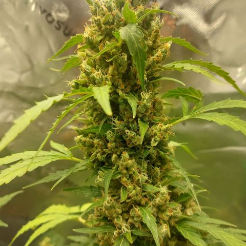 Snow ryder  growlog timeline photo