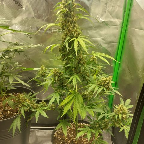 Snow ryder  growlog timeline photo
