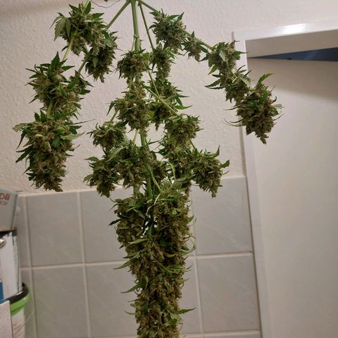 Snow ryder  growlog timeline photo