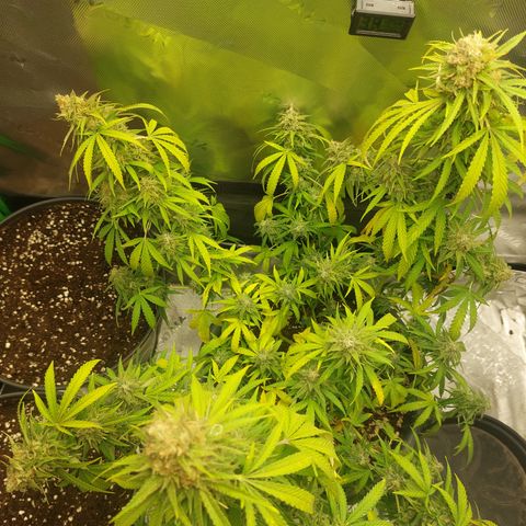 White widow growlog timeline photo