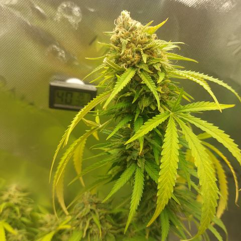 White widow growlog timeline photo