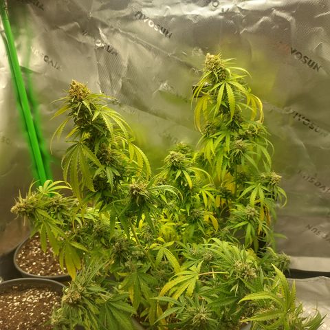 White widow growlog timeline photo