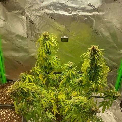 White widow growlog timeline photo