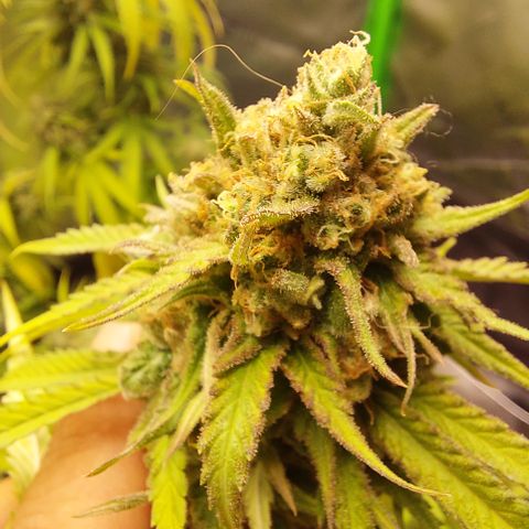 White widow growlog timeline photo