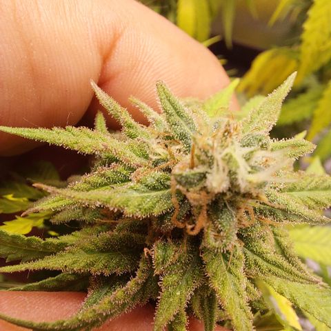 White widow growlog timeline photo