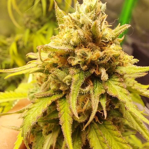 White widow growlog timeline photo