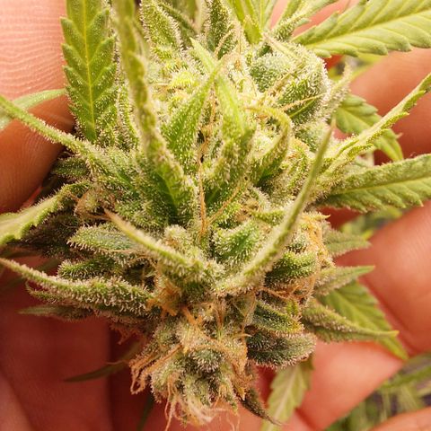 White widow growlog timeline photo