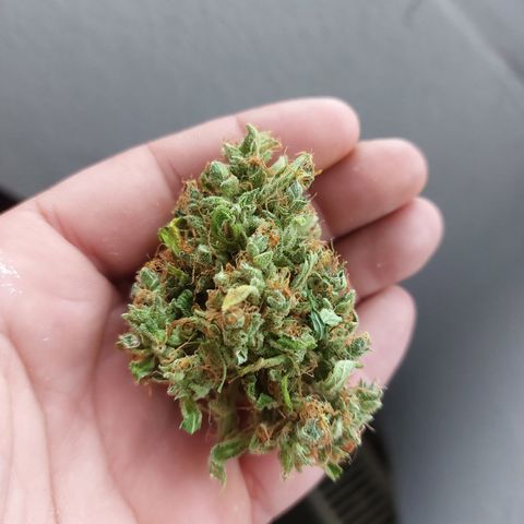 Snow ryder  growlog timeline photo