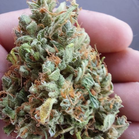 Snow ryder  growlog timeline photo