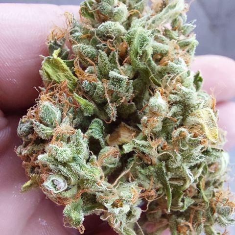 Snow ryder  growlog timeline photo