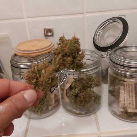 Blueberry zkittlez  growlog timeline photo