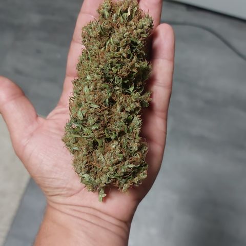 Blueberry zkittlez  growlog timeline photo