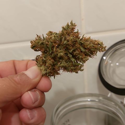 Blueberry zkittlez  growlog timeline photo
