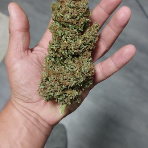 Blueberry zkittlez  growlog timeline photo